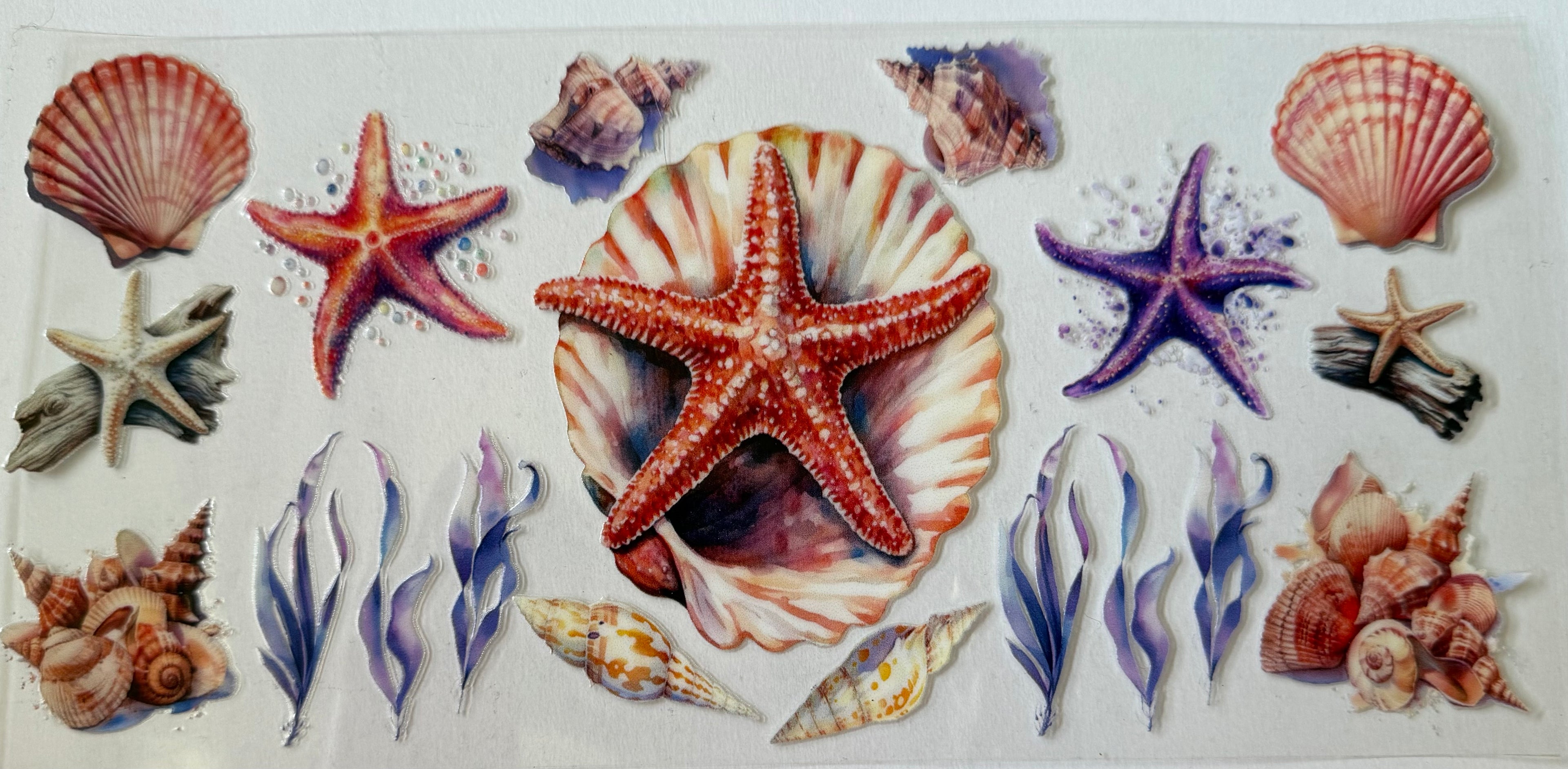 16 Oz Starfish